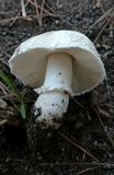 Leucoagaricus barssii image
