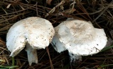 Leucoagaricus barssii image