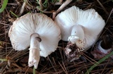 Leucoagaricus barssii image