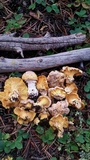 Cantharellus roseocanus image