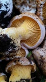 Cantharellus roseocanus image