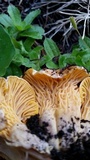 Cantharellus roseocanus image