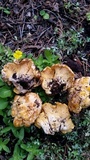 Cantharellus roseocanus image