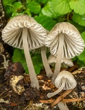 Mycena subcana image