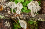 Mycena subcana image