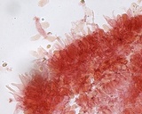 Mycena subcana image
