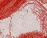 Mycena subcana image