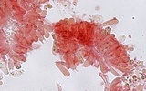 Mycena subcana image