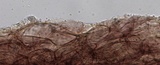 Mycena subcana image