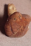 Xanthoporia radiata image