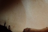 Xanthoporia radiata image