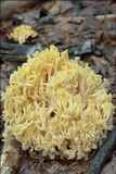 Ramaria flava image