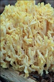 Ramaria flava var. flava image