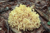 Ramaria flava var. flava image