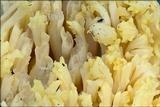 Ramaria flava image
