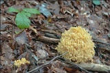 Ramaria flava var. flava image