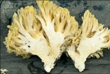 Ramaria flava image