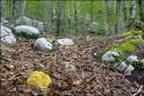 Ramaria flava var. flava image