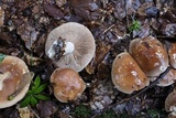 Hebeloma mesophaeum image