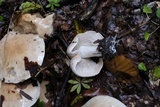 Hebeloma sinapizans image