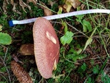 Tricholomopsis rutilans image
