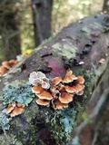 Plicaturopsis crispa image