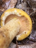 Suillus subaureus image