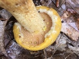 Suillus subaureus image