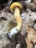Suillus subaureus image