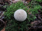 Lycoperdon marginatum image