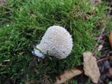 Lycoperdon marginatum image