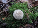 Lycoperdon marginatum image