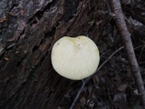 Tricholomopsis sulphureoides image