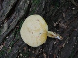 Tricholomopsis sulphureoides image