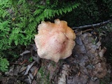Cortinarius bolaris image