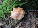Cortinarius bolaris image