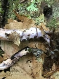 Laccaria bicolor image