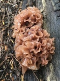 Phaeotremella foliacea image