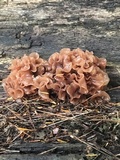 Phaeotremella foliacea image