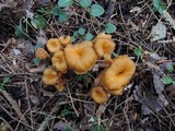 Craterellus lutescens image