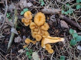 Craterellus lutescens image