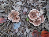 Hydnellum scrobiculatum image