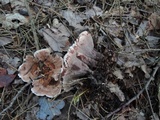 Hydnellum scrobiculatum image