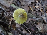 Tricholoma sejunctum image