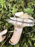 Lactarius hibbardiae image