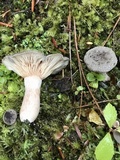 Lactarius hibbardiae image