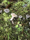 Lactarius hibbardiae image