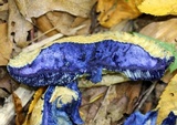 Gyroporus cyanescens image