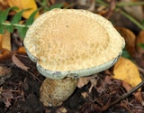 Gyroporus cyanescens image