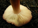 Russula mariae image